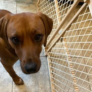 Meet your Posher, Sophia